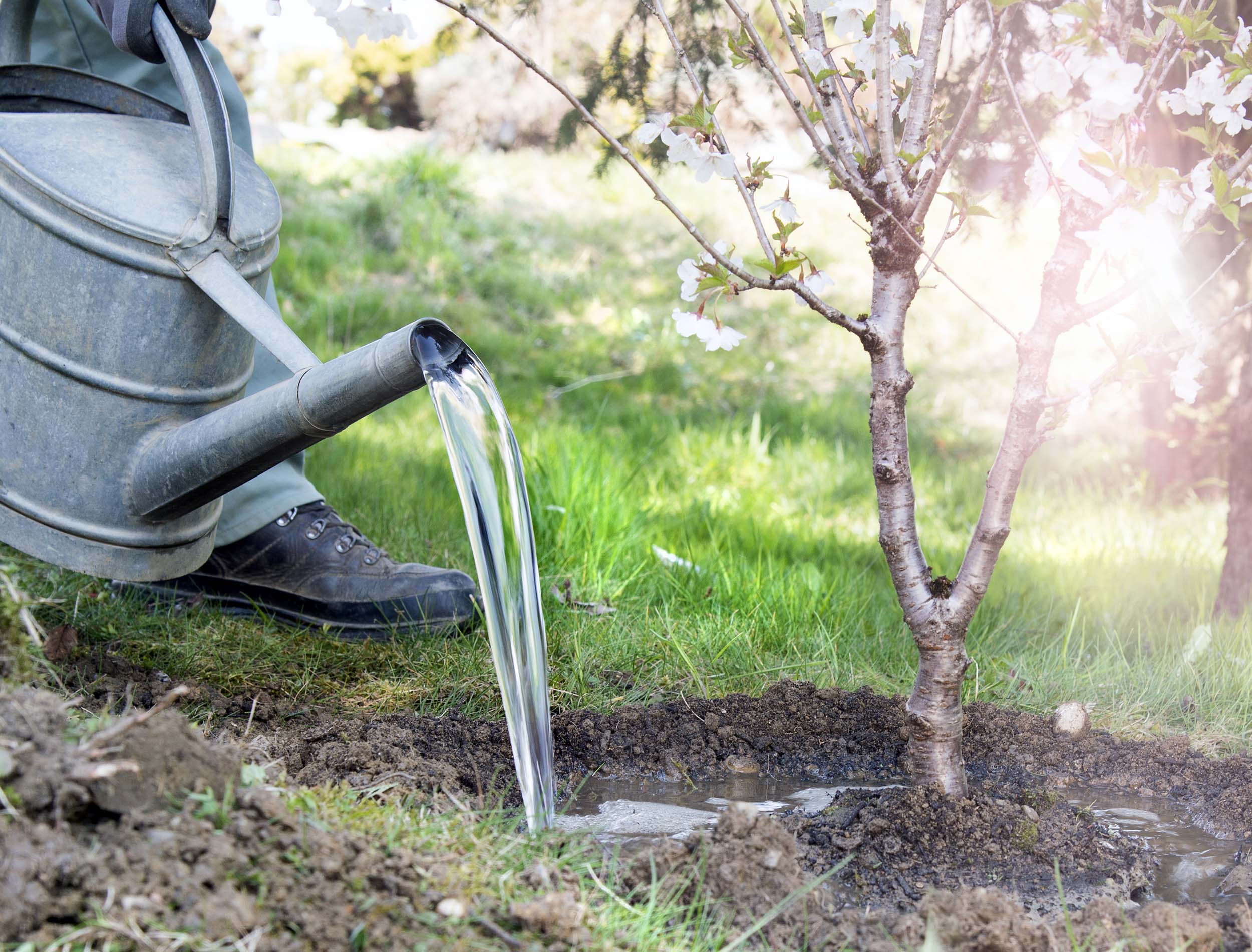 Mann gießt kleinen Baum